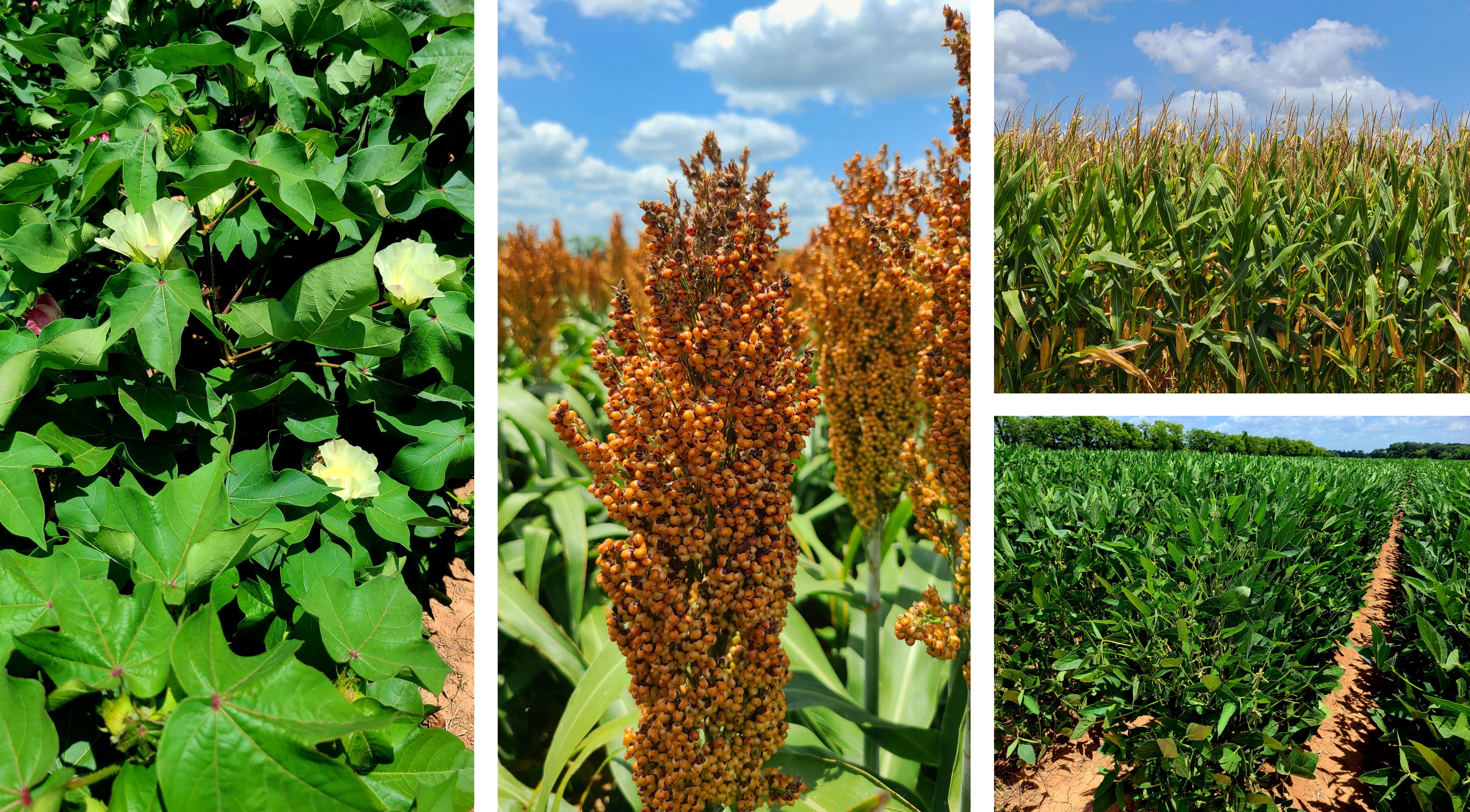 Sign Up for Louisiana Crops 'Remind' Group